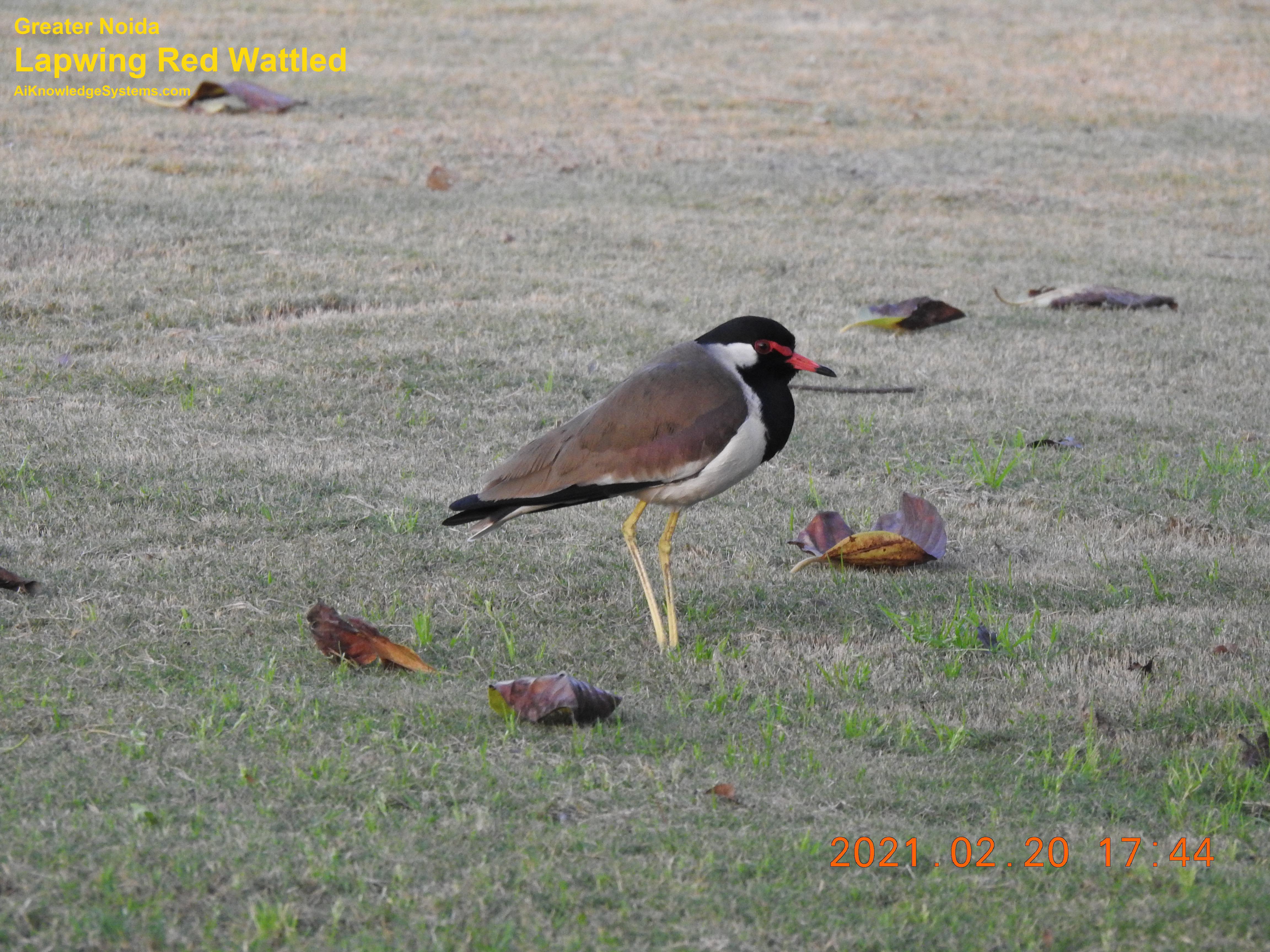 Lapwing Red Wattled (10) Coming Soon